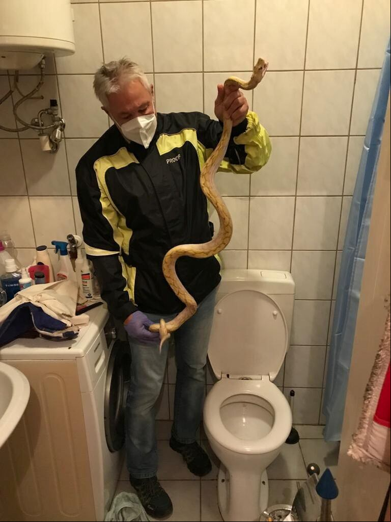 El experto Werner Stangl logró sacar a la serpiente del inodoro. (Foto: Werner Stangl/via REUTERS)