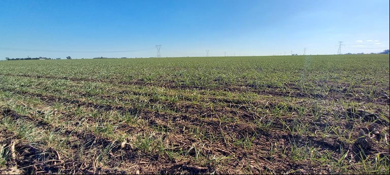 El Gobierno anunció la baja de las retenciones para el campo: cómo quedan las alícuotas. (Foto: TN).