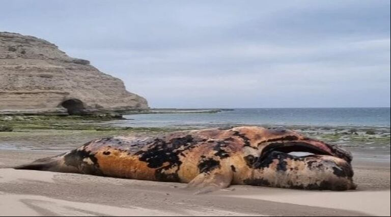 El gobierno del Chubut trabaja para la remoción de las ballenas muertas. (Foto: gentileza El Chubut).