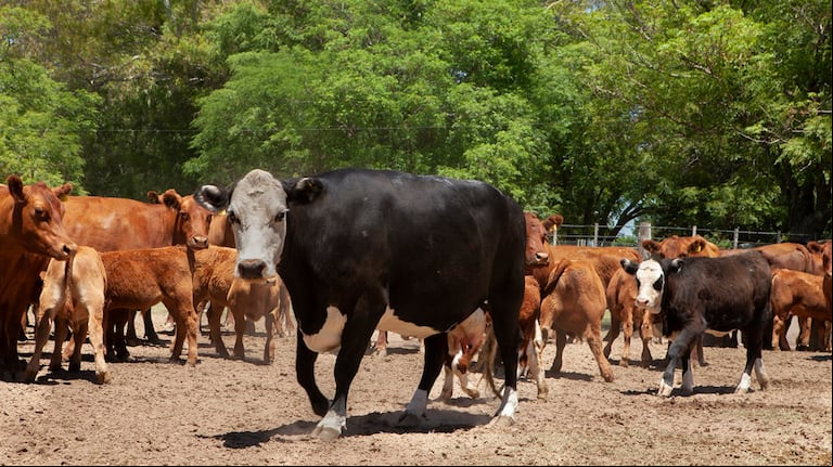 El Gobierno informó que se vacunaron un total de 29.456.953 bovinos y bubalinos durante la segunda campaña de 2023. (Foto: Senasa)