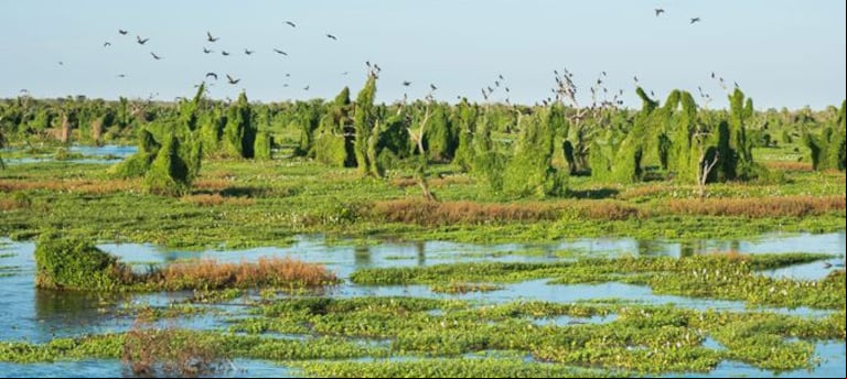 El Gran Chaco avanza hacia un modelo que equilibra producción agropecuaria y conservación ambiental.(Foto: Tropical Forest Alliance).