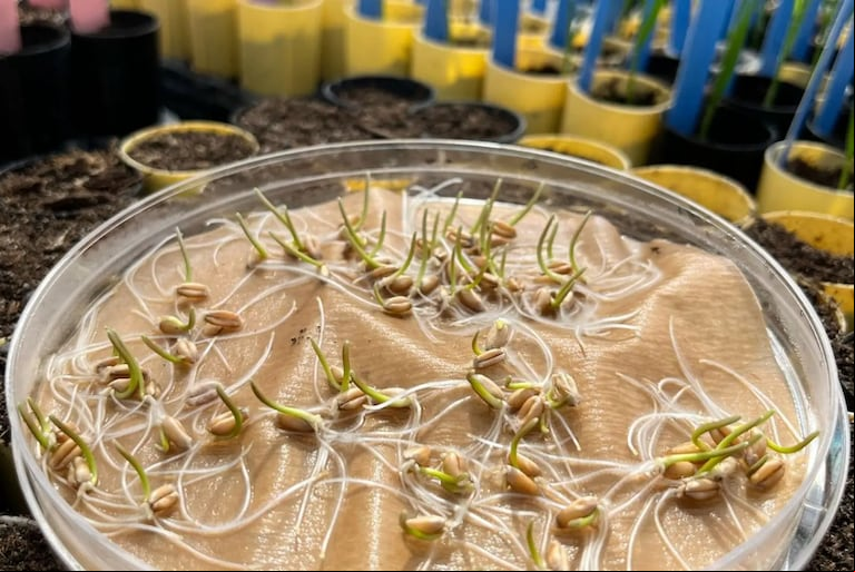 El INTA Pergamino identificó una región en el ADN del trigo que mejora la eficiencia reproductiva de la espiga, aumentando el rendimiento hasta un 5% y el número de granos por espiga en un 7%. (Foto: INTA).