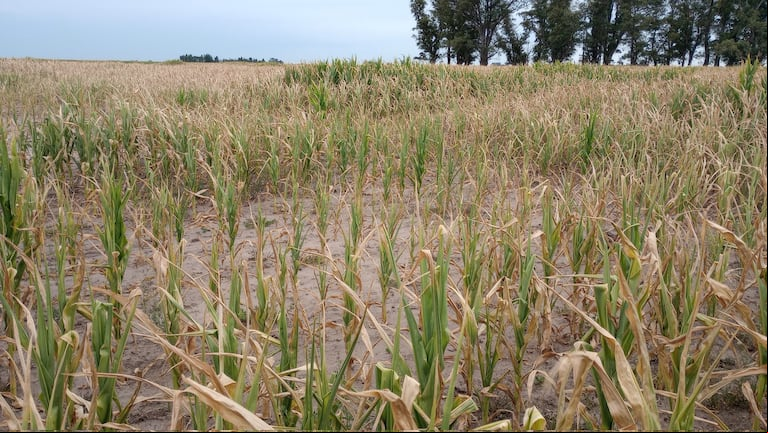 El maíz sembrado el 18/10 muestra un impacto significativo debido a la falta de lluvias.(Foto: X ludangi).