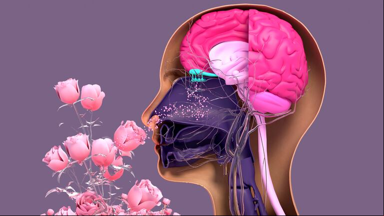 El órgano olfativo ocupa alrededor del cinco por ciento del cerebro humano. Design Cells - stock.adobe.com