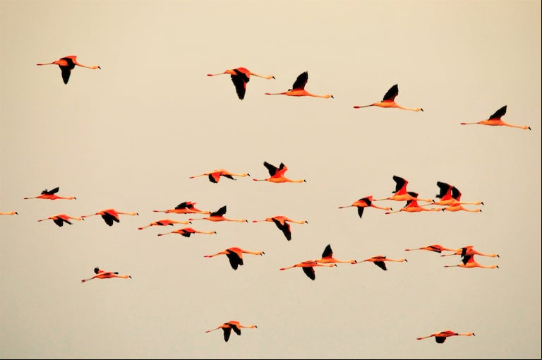 El Parque Nacional Ansenuza es un paraíso para las aves. (Foto: Agencia Córdoba Turismo)