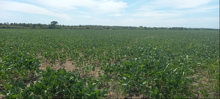 El productor pierde US$80 por hectárea de soja, mientras que el Estado retiene US$474, según la proyección de Néstor Roulet para la campaña 2024/25. (Foto: TN).