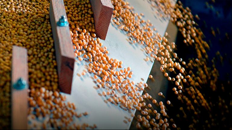 El proyecto propone elevar la alícuota de derivados de la soja, como harina y aceite, al 33%, igualándola al poroto y eliminando el diferencial del 2% que favorecía a los productos industrializados. (Foto: Reuters)