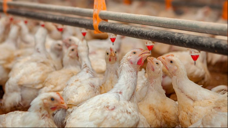 El sector avícola argentino no es ajeno a las nuevas reglas ambientales del mercado, tratándose de una producción de carne en continuo crecimiento. (Foto: Senasa)