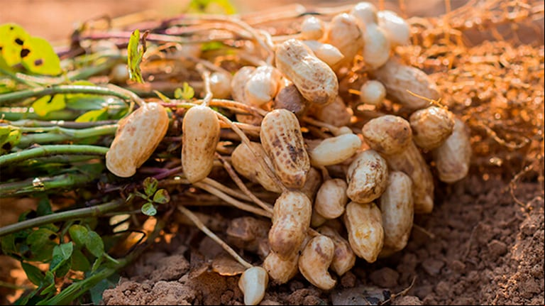 El Semáforo de CONINAGRO destacó que solo el maní y el ovino mostraron mejoras en febrero, mientras que otras economías regionales siguen afectadas por precios bajos y bajo consumo. (Foto: Coninagro)