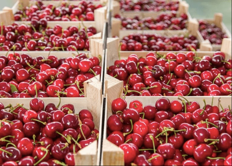 El SENASA certificó la exportación de 76.848 toneladas de frutas frescas desde Río Negro y Neuquén en los primeros dos meses del año. (Foto: mascontainer).