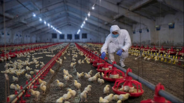 El SENASA comunicó este martes a la Organización Mundial de la Sanidad Animal (OMSA) la recuperación del estatus sanitario de Argentina como país libre de gripe aviar. (Foto: IStock)