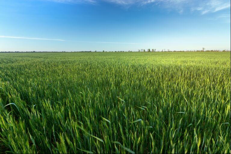 El trigo en la región núcleo presenta una mejora notable, pero la preocupación de los productores se centra en la fertilización. Con más del 90% del cultivo exhibiendo una excelente y muy buena condición, en contraste con el 2022, la falta de fertilización se vislumbra como un factor que podría impactar el potencial de rendimiento. (Foto: Getty Images/iStockphoto).