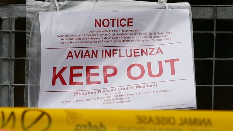 El virus H5N1 se expande sin freno y ya afectó a vacas, aves, mamíferos y humanos en tres continentes. (Foto de archivo: Reuters)