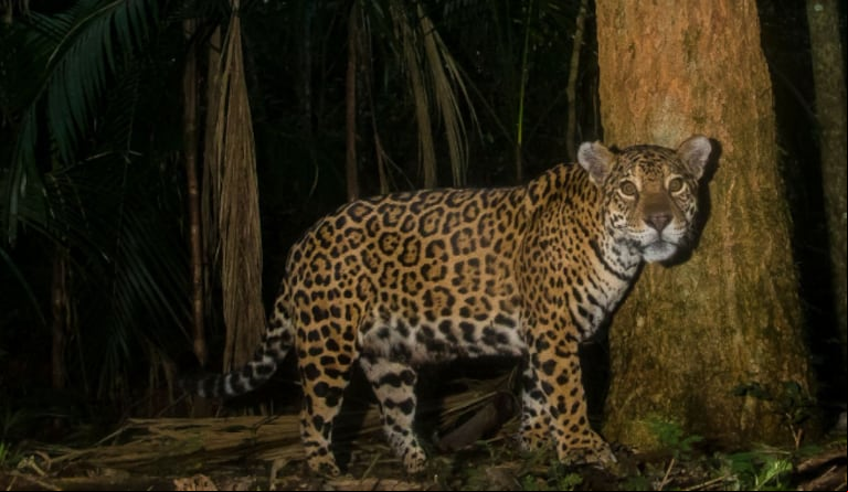 El yaguareté es una de las especies emblema de la Argentina y en peligro crítico de extinción (Foto: Emilio White)