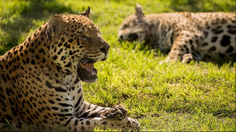 El yaguareté es uno de los animales de Argentina en peligro de extinción. (Foto: Flickr)