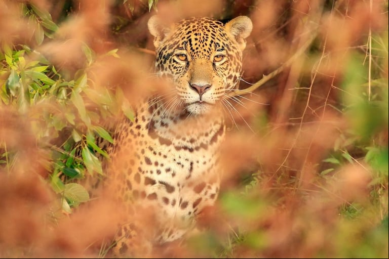 El yaguareté se encuentra en peligro crítico de extinción. (Foto: Instagram / @rewilding_argentina).