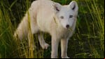 El zorro polar es una de las tantas especies que se encuentran en peligro de extinción. Foto: captura Instagram @arctic_lab_yamal
