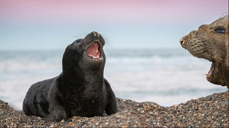 Elefantes marinos en peligro tras la epidemia de gripe aviar. (Foto: Adriana Sanz - WCS Argentina)
