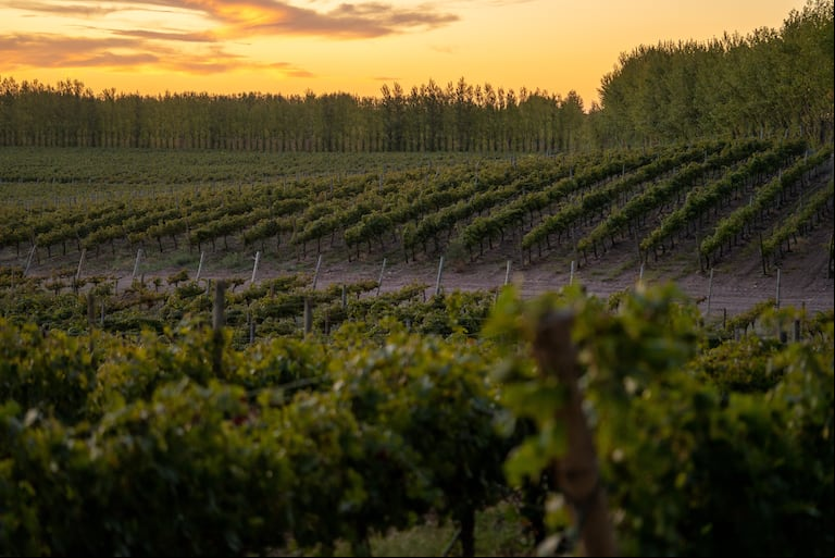 En 2024, se vendieron 1.5 millones de litros de vinos orgánicos en la Argentina. (Foto: gentileza Bodega Fin del Mundo).