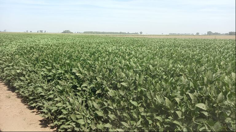 En Argentina, las retenciones al agro se aplican de forma sostenida desde 2002. (Foto: TN).