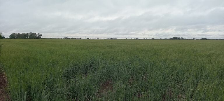 En Bigand, provincia de Santa Fe, cayeron 30 milímetros de lluvia. (Foto: TN)