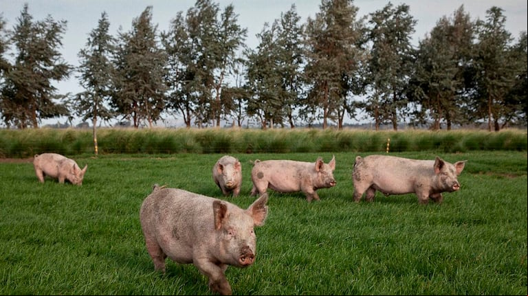 En el marco de su campaña anual de prevención de la triquinosis “Evitá riesgos: consumí y producí alimentos seguros”, el Senasa brindó recomendaciones destinadas tanto a productores porcinos, como a quienes elaboran y/o consumen alimentos. (Foto: Senasa) 