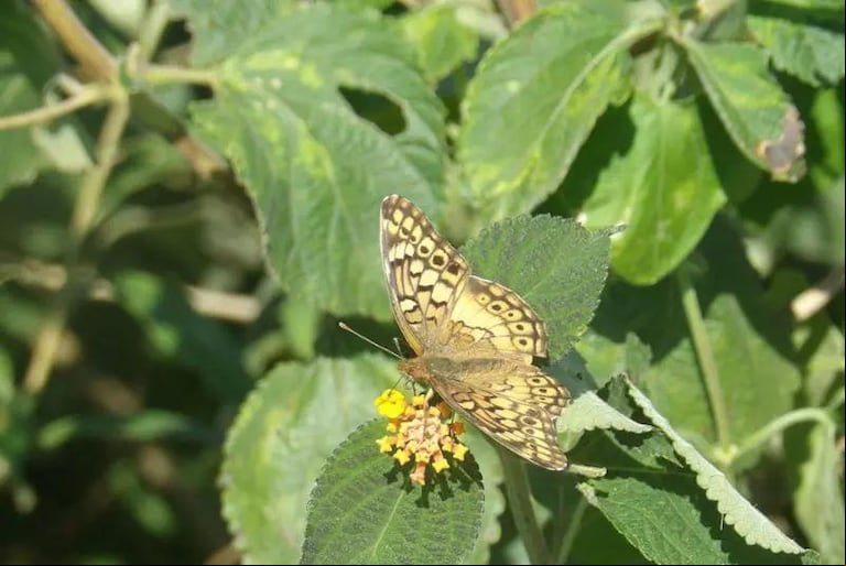 En el marco del Proyecto Nacional de Biodiversidad y la colaboración técnica entre el INTA y AACREA, se lleva a cabo un estudio para evaluar el estado de la biodiversidad en establecimientos agropecuarios de la Región Pampeana. (Foto: INTA)