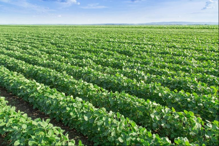 En la Región Pampeana, el adelanto de la última helada beneficia a los cultivos al concentrar el fenómeno en pleno invierno y reducir riesgos, explicaron desde FAUBA. (Foto: FAUBA).