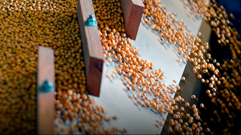 En línea con la rueda negativa registrada en el mercado internacional de Chicago, la soja tuvo una pérdida diaria de U$S10 (3,85%) y cotizó este miércoles a U$S250 por tonelada en el segmento disponible de Rosario. (Foto: Reuters)