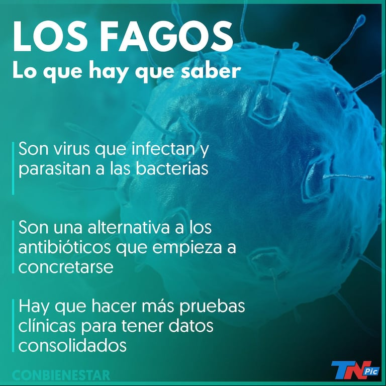 ¿En qué consiste la fagoterapia, la técnica que por primera vez se usó para salvar a una joven con una infección resistente a los antibióticos?