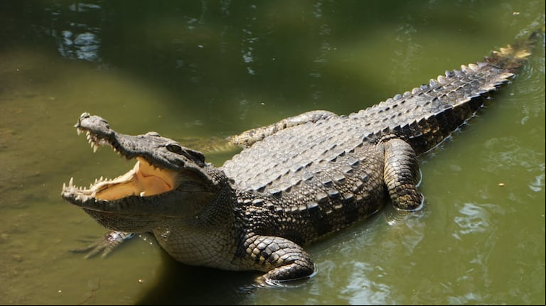Encontraron los restos de una niña de 12 años que fue atacada por un cocodrilo en Australia. (Foto: Pexels)