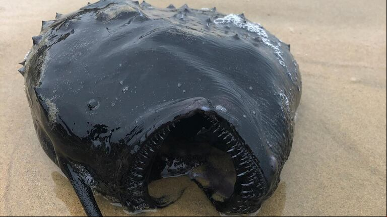 Esta criatura solo suele encontrarse a 915 metros bajo el mar. (Foto: Facebook/Crystal Cove State Park)
