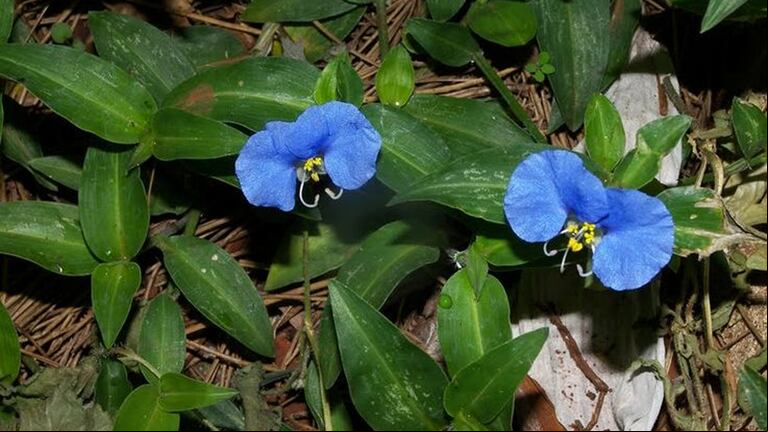 Esta planta tiene propiedades curativas. (Foto: Pinterest/Para Ti)