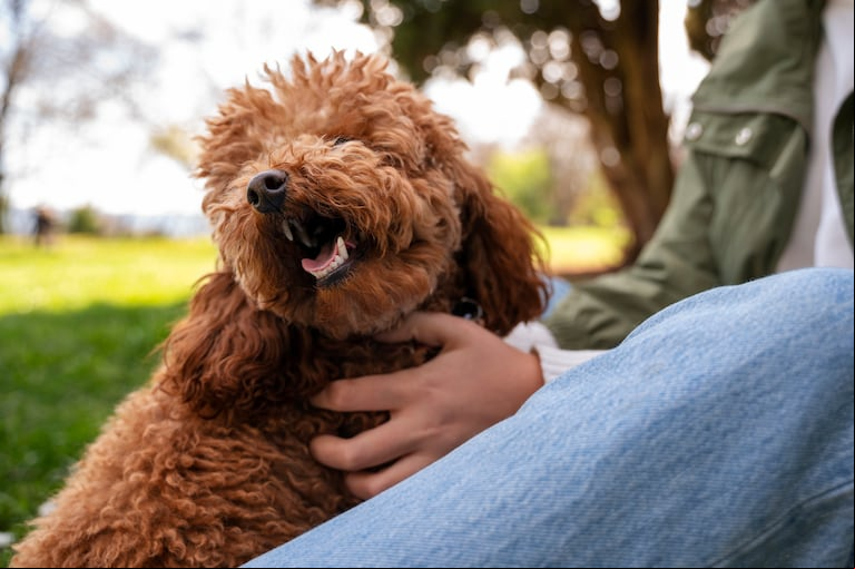 Estas son las mejores actividades para hacer con tu perro. (Foto: Freepik)