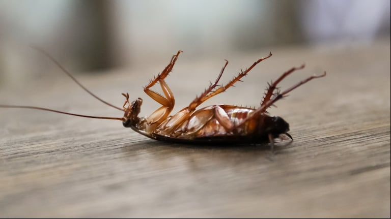 Existe una receta casera para matar a las cucarachas que se prepara con apenas tres ingredientes fáciles de conseguir. (Foto: Adobe Stock)