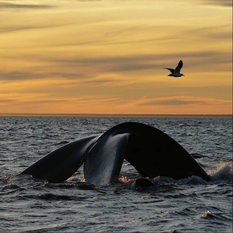 Federico Lombardi viaja varias veces por año a la Península Valdés para fotografiar la fauna local. (Foto: gentileza Federico Lombardi).