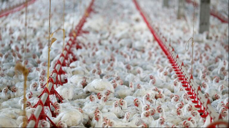 Funcionarios del Departamento de Agricultura federal (USDA) anunciaron el sacrificio masivo de casi 1 millón de pollos en una granja de Minnesota. (Foto: Reuter)