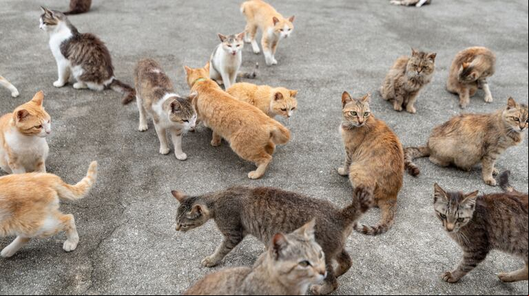 Gatos.  Foto: Adobe Stock