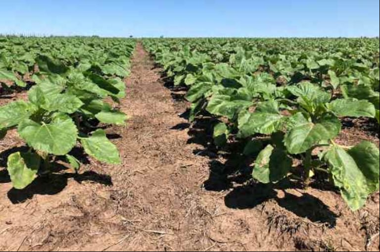 Girasol en etapas vegetativas. Carlos Tejedor, Buenos Aires (27/11/2024). (Foto: Gentileza: Lic. Dante Garciandía).