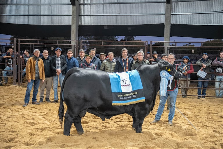 Gran Campeón Macho cabaña La Morocha. (Foto: Expoagro).