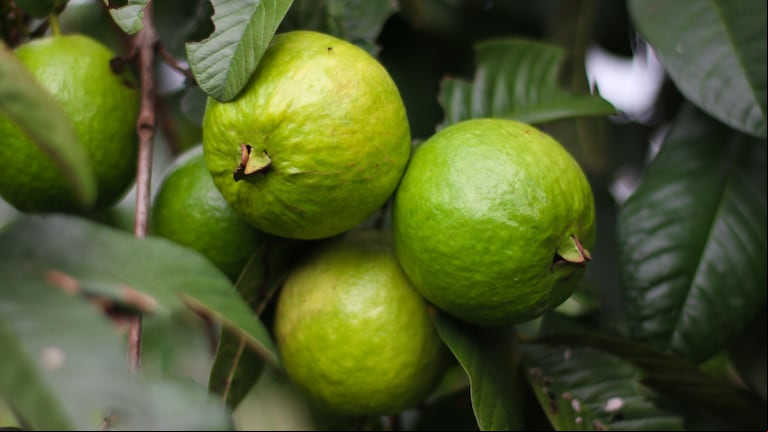 Guayaba madura: rica en vitamina C, sabor dulce y aroma tropical irresistible (Foto: Adobe Stock).