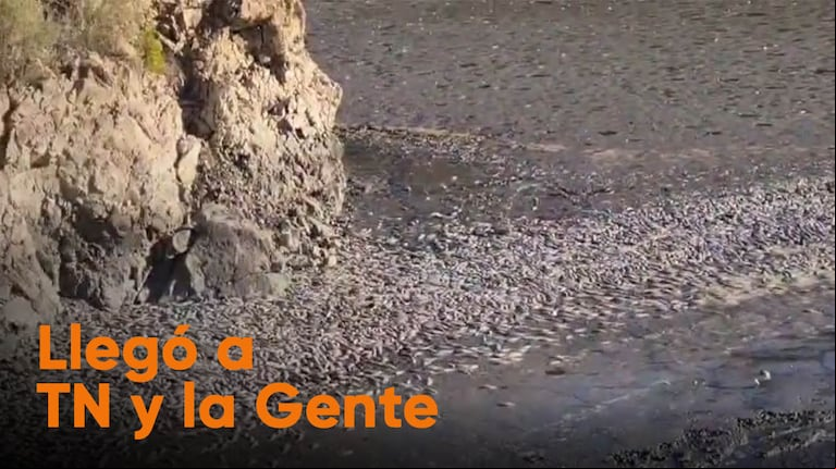 Impactante escena: miles de peces aparecieron muertos en un dique de San Juan 