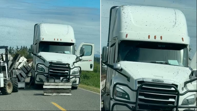 Un camión que transportaba 250 millones de abejas volcó en Washington y generó pánico en la comunidad