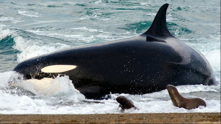 Misterio en Península Valdés por la aparición de 21 ballenas muertas: creen que consumieron algas tóxicas