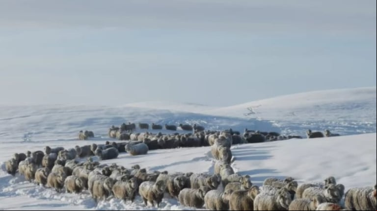 La peor postal: llegó el deshielo y aparecieron cientos de ovejas muertas en un campo de la Patagonia