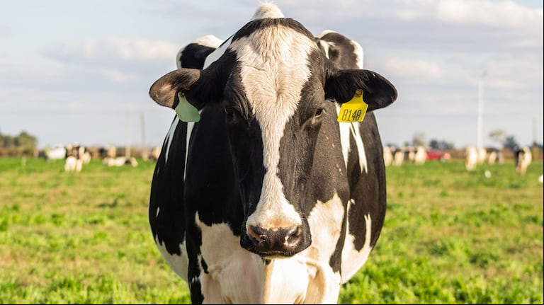 Una vaca muerta apareció en el mar y sorprendió a los turistas en Las Grutas