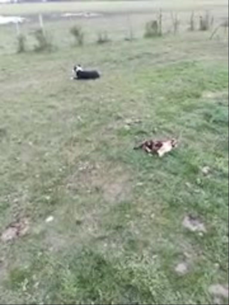 Video Placeholder