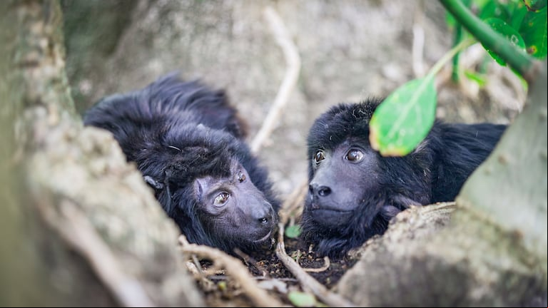 Yeico, el nuevo amigo del mono Coco: de vivir en el frío y con pañales a formar una familia en el campo