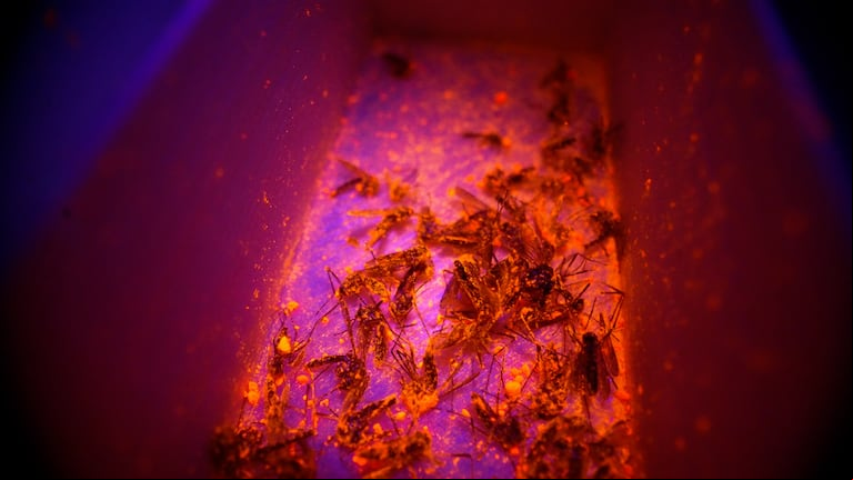 Cómo son y cómo se crearon los mosquitos “fluorescentes” que combaten el dengue
