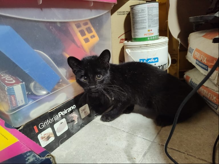 Lo vio al costado del camino, creyó que era un gatito y terminó cuidando a un animal salvaje